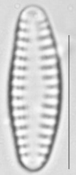 Pseudostaurosira neoelliptica LM4