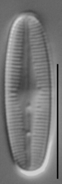 Rossithidium petersenii LM5