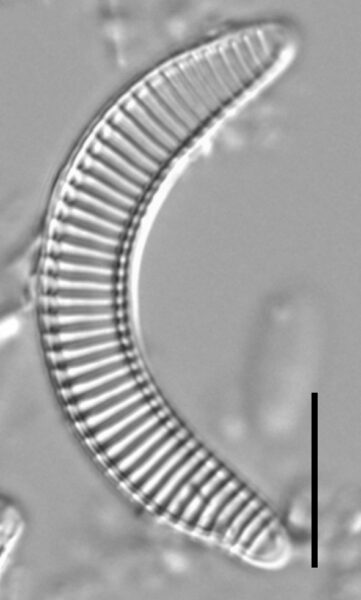 Semiorbis eliasiae LM2