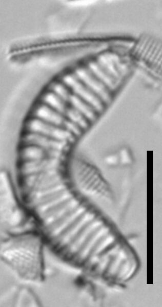 Semiorbis hemicyclus LM5