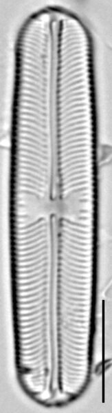 Sellaphora laevissima LM6