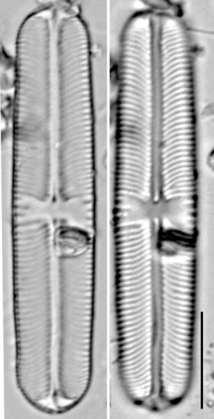 Sellaphora laevissima LM3