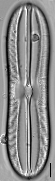 Sellaphora moesta LM4