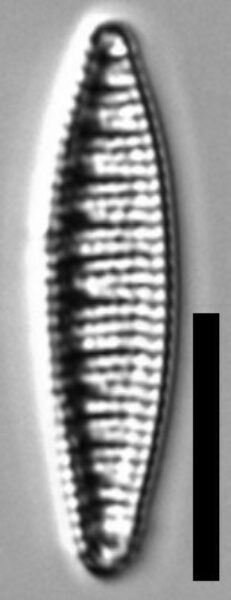 Denticula kuetzingii LM5