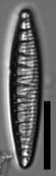 Denticula kuetzingii LM4