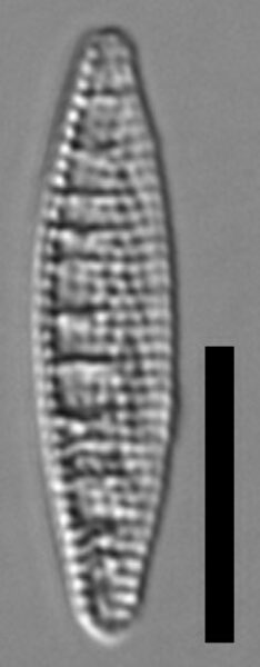 Denticula kuetzingii LM3