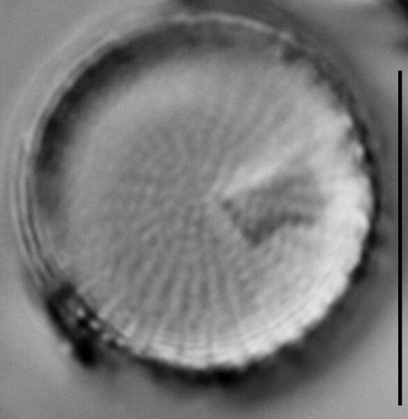 Stephanodiscus binderanus LM5