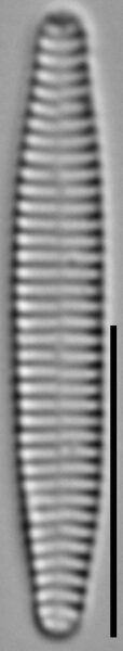 Stauroforma exiguiformis LM4