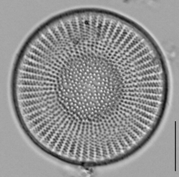 Stephanodiscus medius LM8