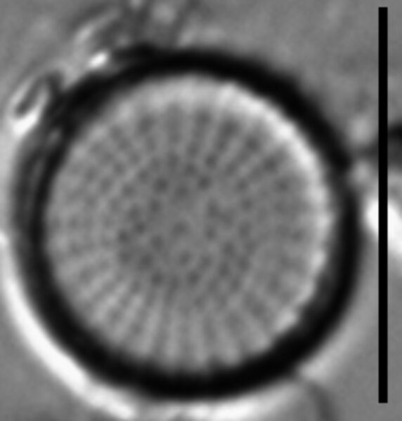 Stephanodiscus minutulus LM3