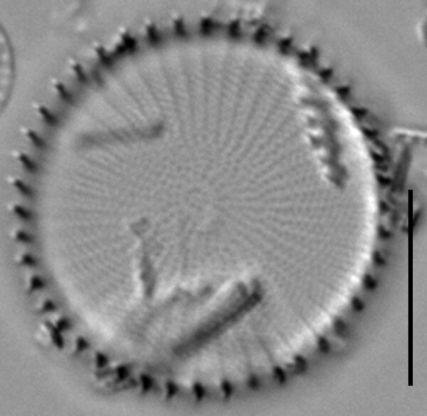 Stephanodiscus hantzschii f tenuis LM7