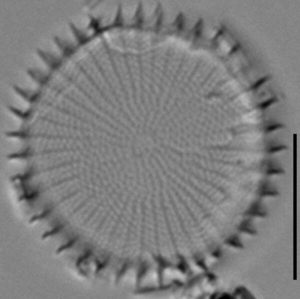 Stephanodiscus hantzschii f tenuis LM6