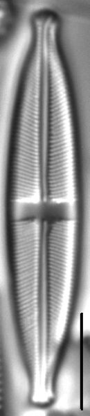 Stauroneis acidoclinata LM2