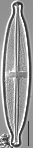 Stauroneis acidoclinatopsis LM5