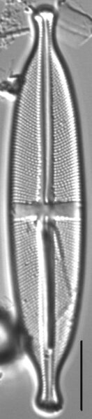 Stauroneis acidoclinatopsis LM4