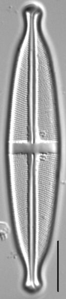 Stauroneis acidoclinatopsis LM1