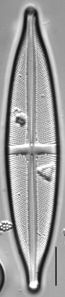 Stauroneis anceps LM6