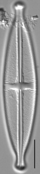 Stauroneis ancepsfallax LM3