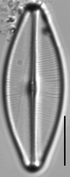 Sellaphora bacilloides LM5