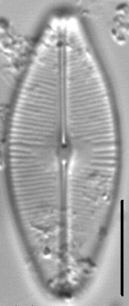 Sellaphora bacilloides LM2