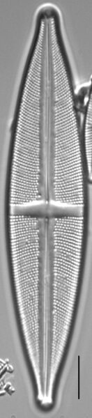 Stauroneis conspicua LM5