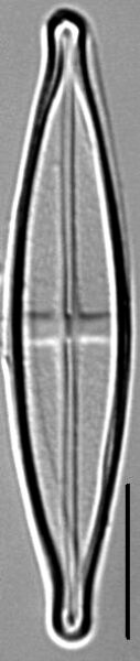 Stauroneis neohyalina LM4