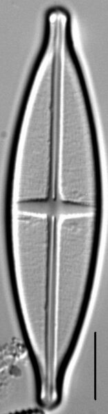 Stauroneis siberica LM4