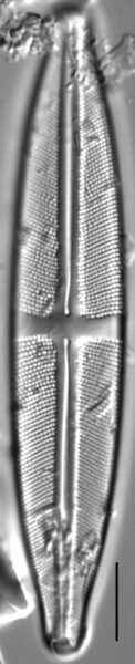 Stauroneis subborealis LM3