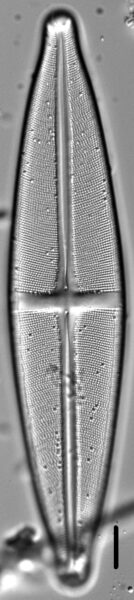 Stauroneis submarginalis LM4
