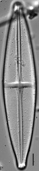 Stauroneis submarginalis LM5