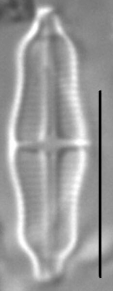 Stauroneis separanda LM4