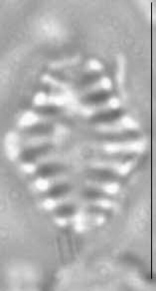 Staurosira construens LM5