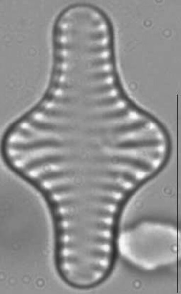 Staurosira construens LM1