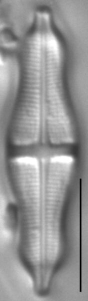 Stauroneis smithii LM4