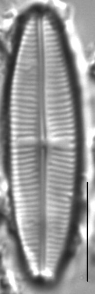 Staurophora soodensis LM3