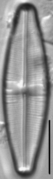 Staurophora wislouchii LM4