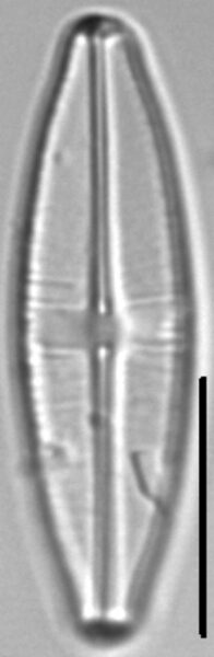 Staurophora wislouchii LM1