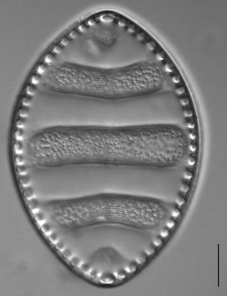 Surirella undulata LM6