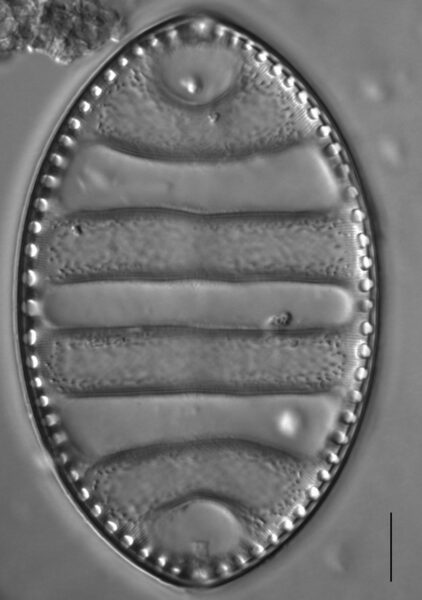 Surirella undulata LM4