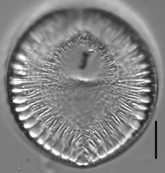 Surirella crumena LM1