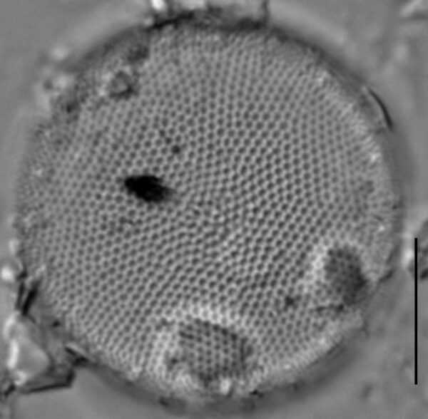 Thalassiosira baltica LM8