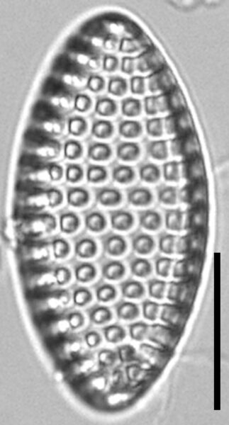 Tryblionella Granulata Lm4