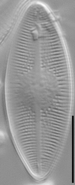 Psammothidium lacustre LM7