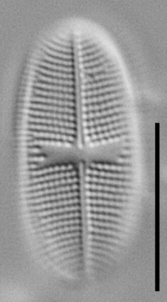 Psammothidium alpinum LM7