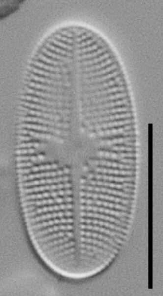 Psammothidium alpinum LM4