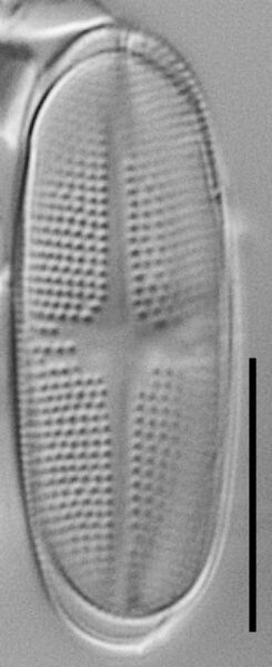 Psammothidium alpinum LM2