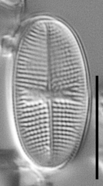 Psammothidium alpinum LM1