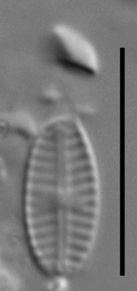 Sellaphora saugerresii LM3