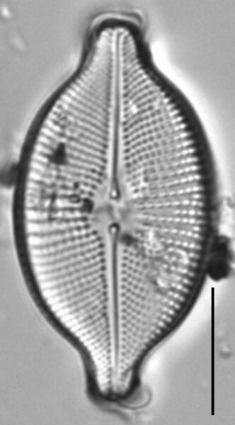 Cosmioneis citriformis LM4