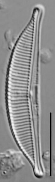 Halamphora coffeaeformis LM1